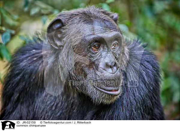 common chimpanzee / JR-02159