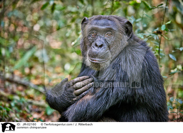 common chimpanzee / JR-02160