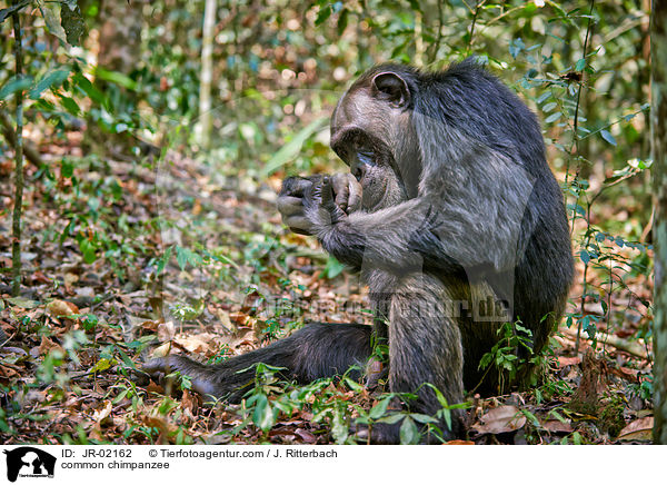 common chimpanzee / JR-02162