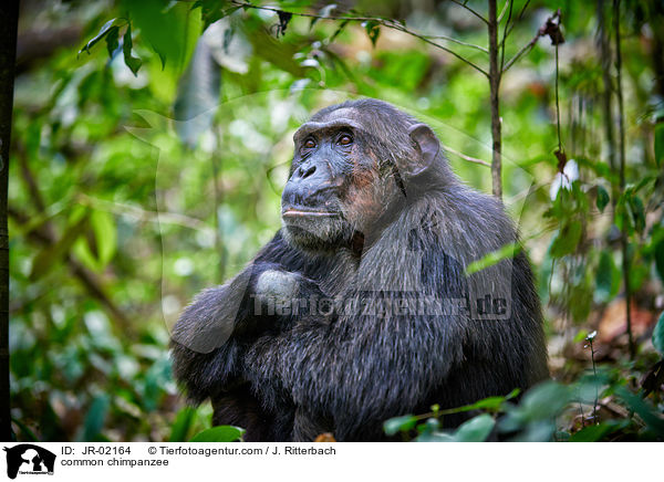 common chimpanzee / JR-02164