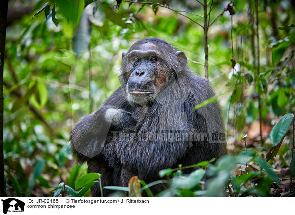 Schimpanse / common chimpanzee / JR-02165
