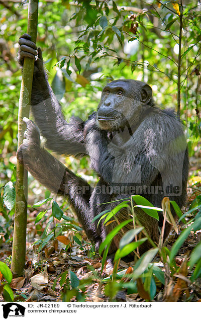 common chimpanzee / JR-02169