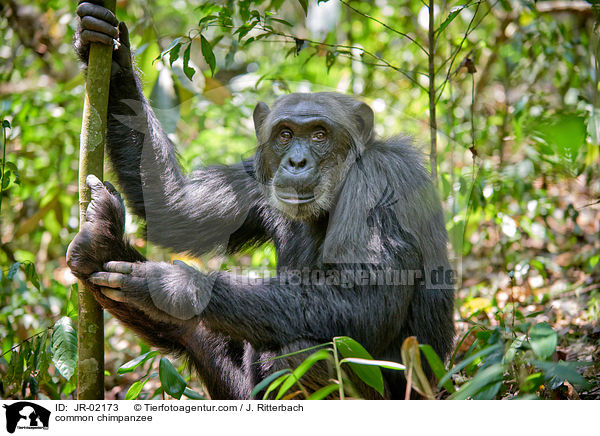 common chimpanzee / JR-02173
