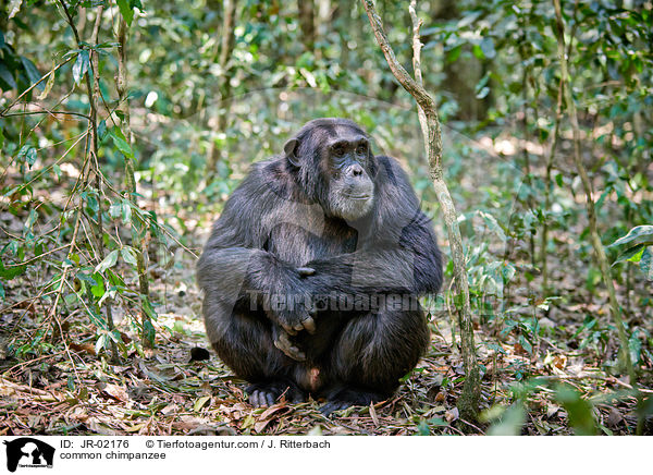 Schimpanse / common chimpanzee / JR-02176