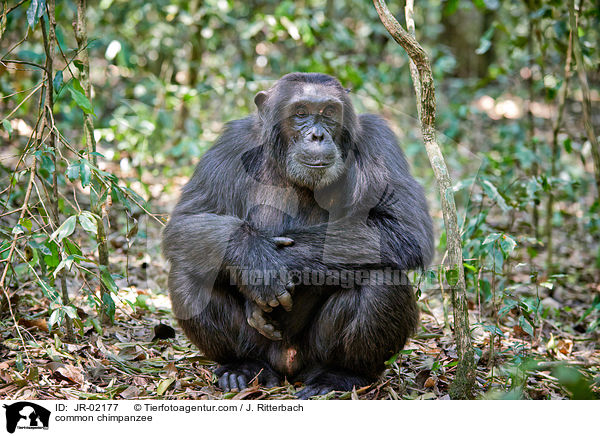 common chimpanzee / JR-02177