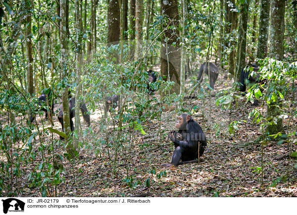 common chimpanzees / JR-02179
