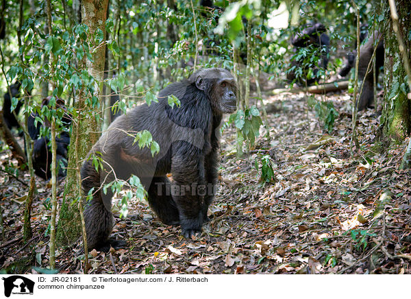 common chimpanzee / JR-02181