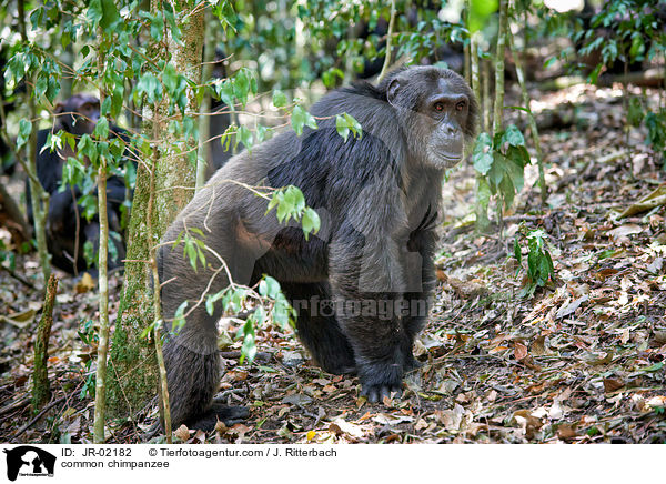 Schimpanse / common chimpanzee / JR-02182