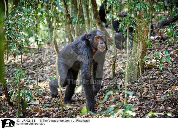 common chimpanzee / JR-02183