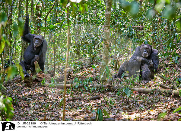 common chimpanzees / JR-02186