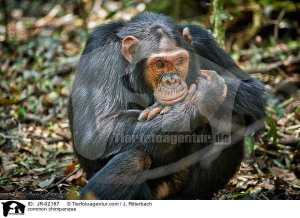 common chimpanzee / JR-02187