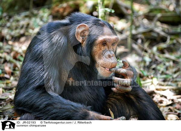 common chimpanzee / JR-02193