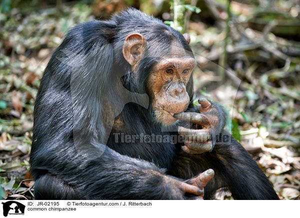 common chimpanzee / JR-02195
