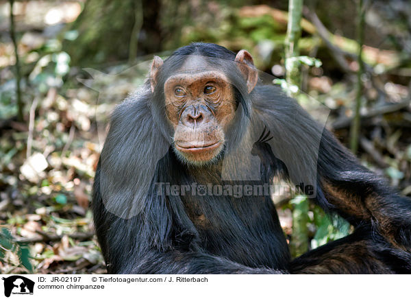 common chimpanzee / JR-02197