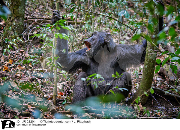 common chimpanzee / JR-02201