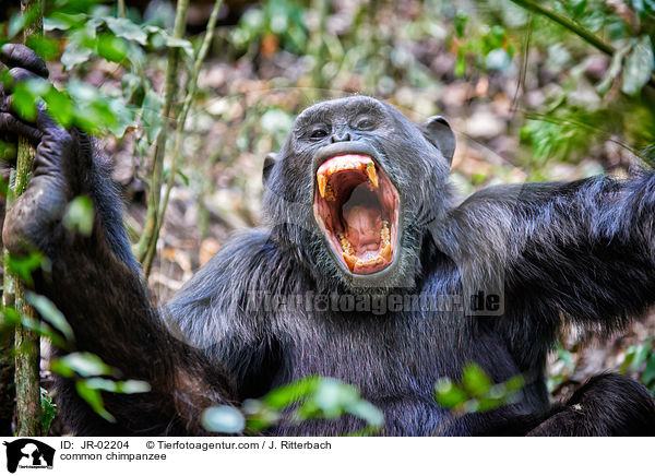 common chimpanzee / JR-02204