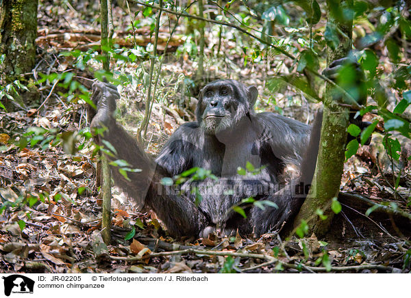 common chimpanzee / JR-02205