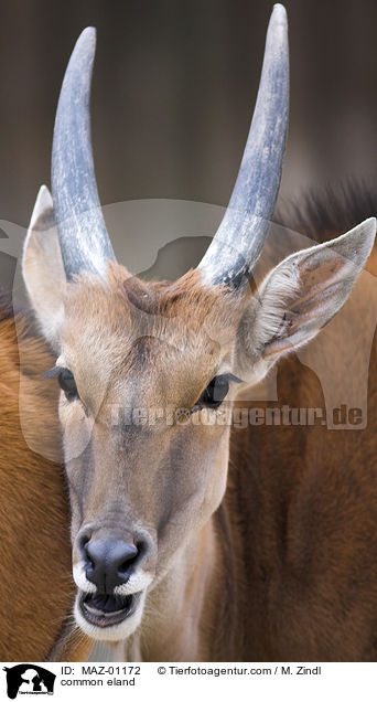 Elenantilope / common eland / MAZ-01172