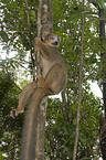 climbing crowned lemur