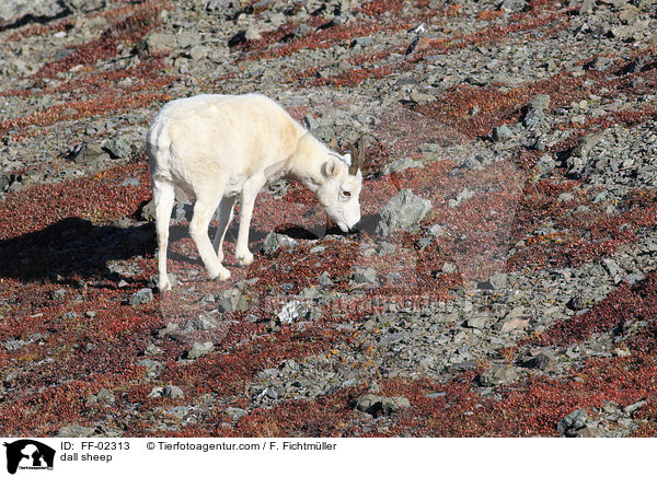 Dall-Schaf / dall sheep / FF-02313