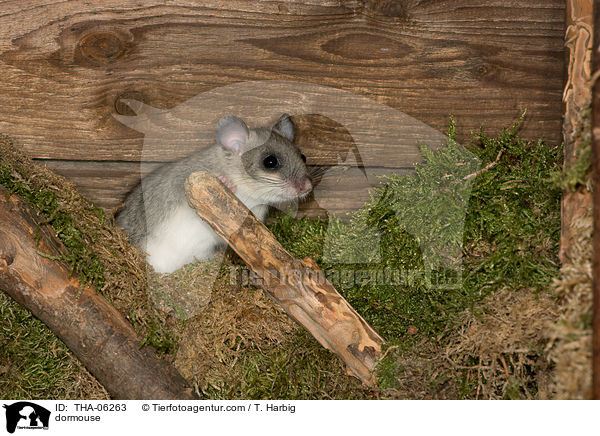 Siebenschlfer / dormouse / THA-06263