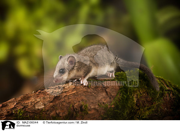 Siebenschlfer / dormouse / MAZ-06044