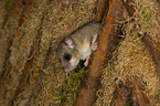 dormouse