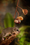 dormouse with chestnut