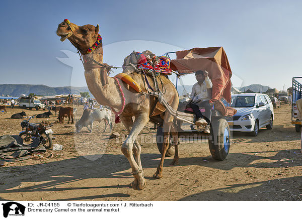 Dromedary Camel on the animal market / JR-04155