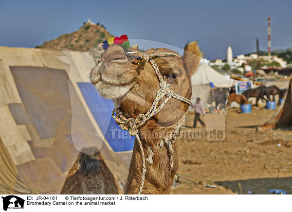 Dromedary Camel on the animal market / JR-04161