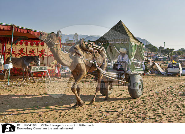 Dromedary Camel on the animal market / JR-04166