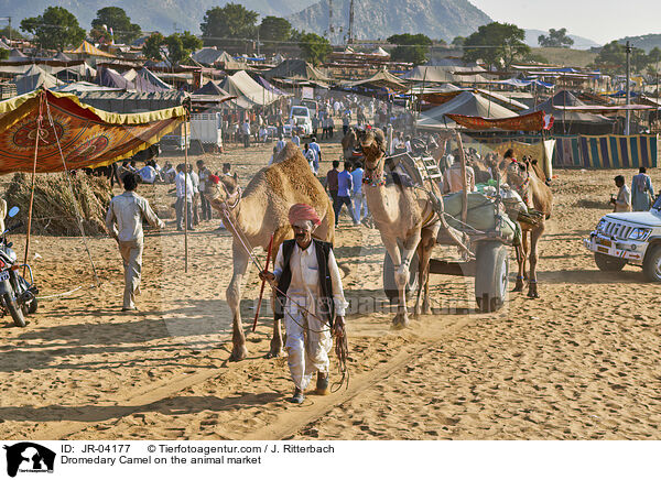 Dromedary Camel on the animal market / JR-04177
