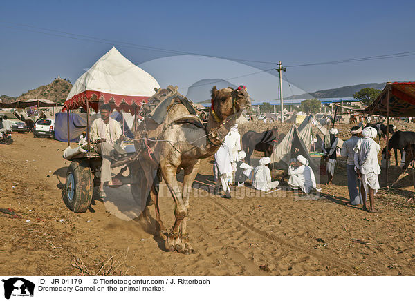Dromedary Camel on the animal market / JR-04179