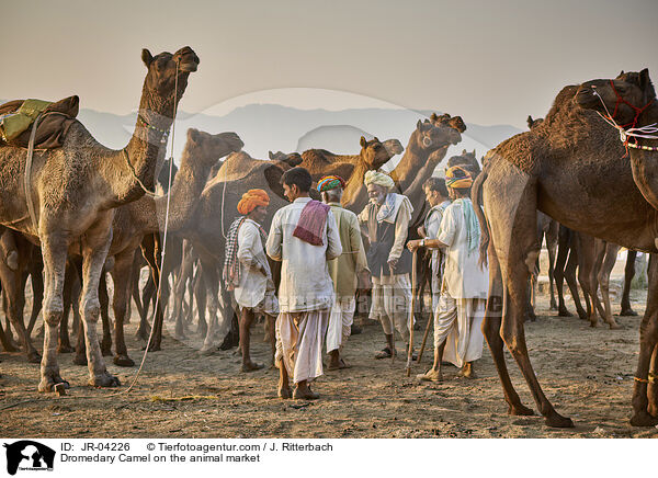 Dromedary Camel on the animal market / JR-04226