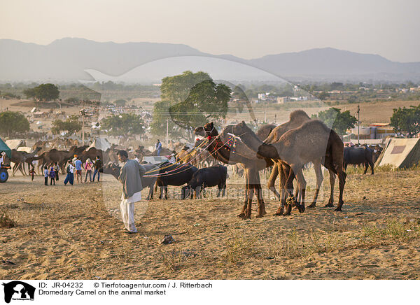 Dromedary Camel on the animal market / JR-04232