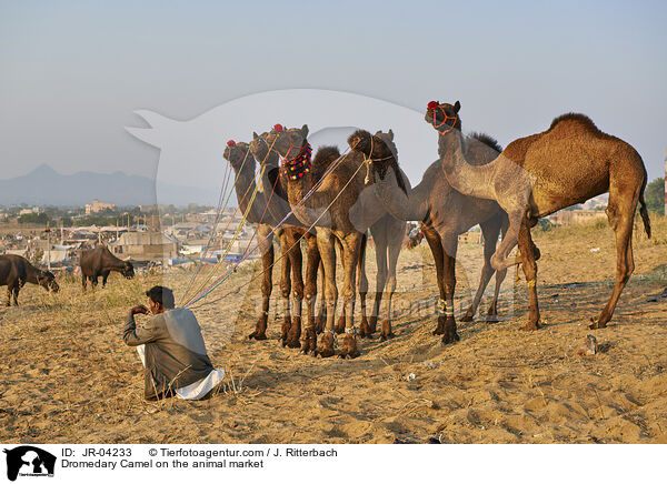 Dromedary Camel on the animal market / JR-04233