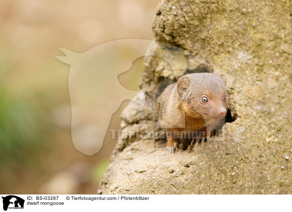 dwarf mongoose / BS-03287