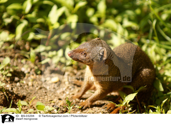 dwarf mongoose / BS-03294