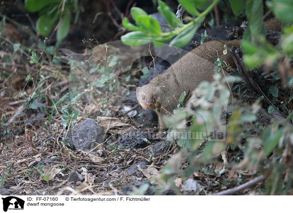 dwarf mongoose / FF-07160