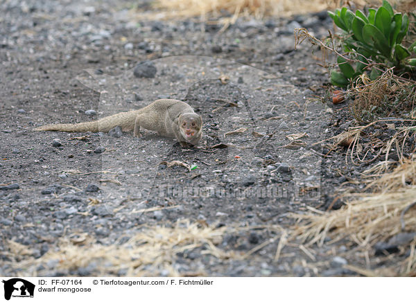 dwarf mongoose / FF-07164