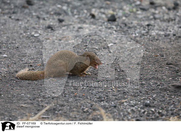 dwarf mongoose / FF-07169