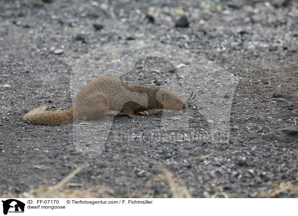 dwarf mongoose / FF-07170