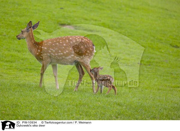 Dybowski-Hirsche / Dybowski's sika deer / PW-10934