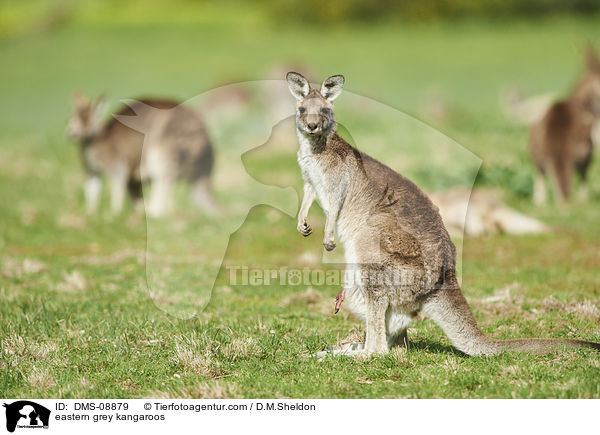 eastern grey kangaroos / DMS-08879