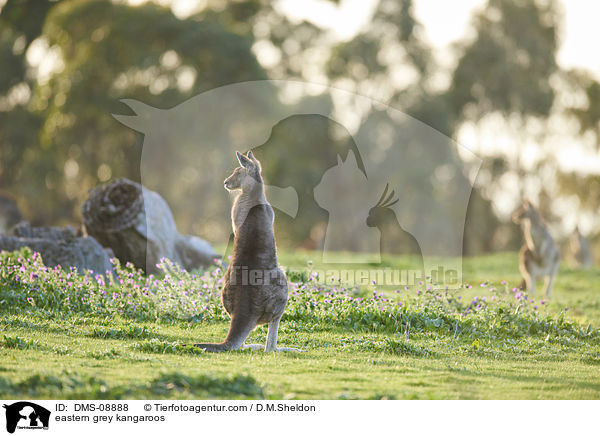 eastern grey kangaroos / DMS-08888