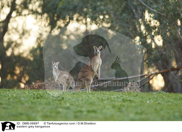 eastern grey kangaroos / DMS-08897