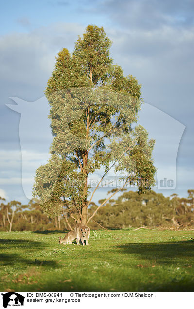 eastern grey kangaroos / DMS-08941