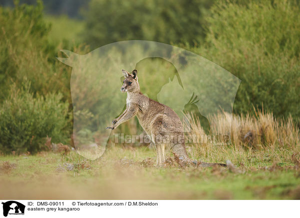 eastern grey kangaroo / DMS-09011