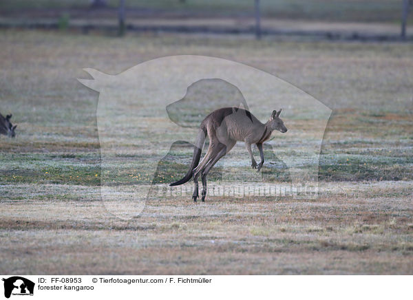 forester kangaroo / FF-08953