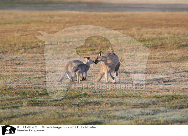 forester kangaroos / FF-08963
